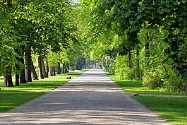 胡同,公園,樹(shù)