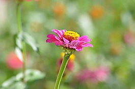 自然,花,植物區(qū)系
