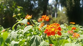 橙色,花,植物