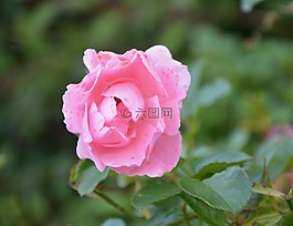 花,鮮花,粉色