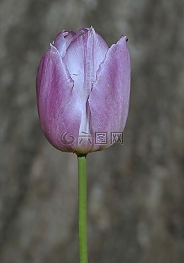 郁金香,紫,暗
