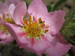 草莓花,草莓,开花