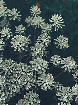 白,灌木,植物
