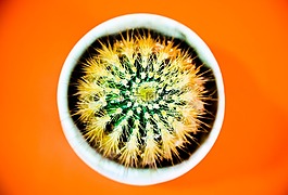 仙人掌,橙色,看