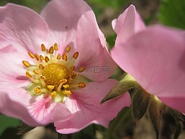 草莓花,粉紅色,關(guān)閉