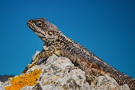 stellagama stellio cypriaca,蜥蜴,流行