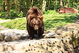 熊,野生動(dòng)物公園,馬熊