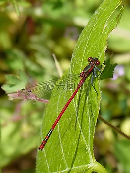 紅蜻蜓,pyrrhosoma nymphula,豆娘