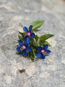 鮮花,野花,藍(lán)色的花朵