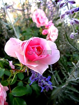 玫瑰,鮮花,夏季