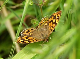 橙色蝴蝶,布鲁斯克,pararge aegeria