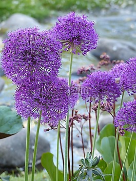 鮮花,植物,綠色