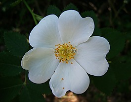 玫瑰,白花,花園