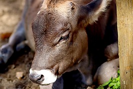小牛,牛,動(dòng)物