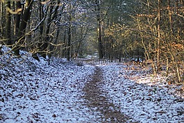 冬季景观,林,雪