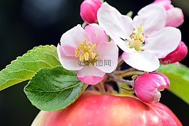蘋果,蘋果花,春天