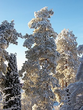 白,松,雪