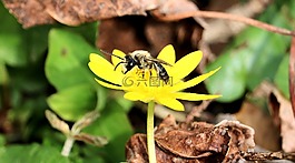 黃蜂,蜜蜂,昆蟲(chóng)