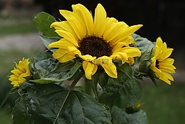 太陽花,夏季,花園