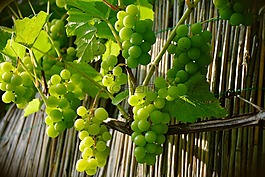 葡萄,葡萄种植,绿葡萄