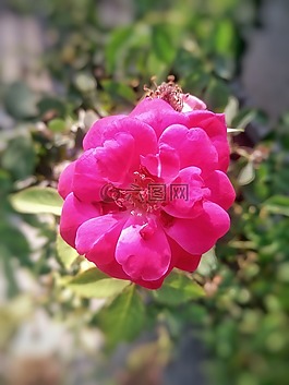 玫瑰,羅莎gallica,花