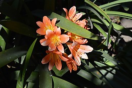花,大自然