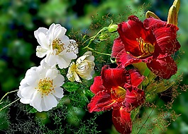 性質,花,植物