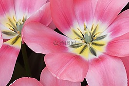 郁金香,花,盛开