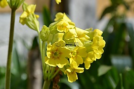 假oxlip,花,報春花veris x尋常