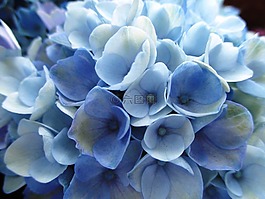 八仙花,繡球,廠