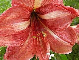 百合,花,雄蕊