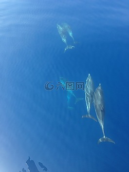 海豚,海洋,藍(lán)色