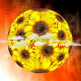 太陽花,花,夏季