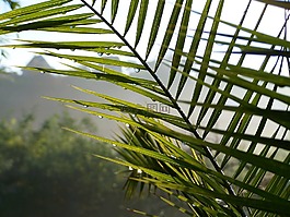 棕櫚葉,雨滴,霧