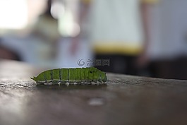 卡特彼勒,葉,綠色