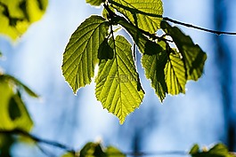 葉子,背光,夏季