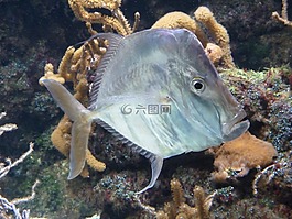 魚,水,沉默