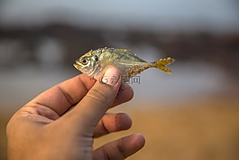 魚,釣魚,捕捉