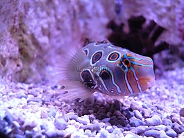 魚,水,深