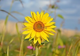 黃色的花,向日葵,黃色的花瓣