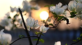 花,日落,日出