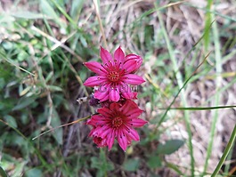 鮮花,山,性質(zhì)