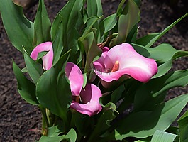 馬蹄蓮,花,開花