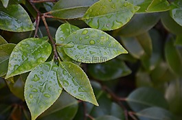 濕葉,性質(zhì),雨滴