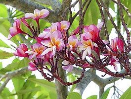 talungeiei,花,白