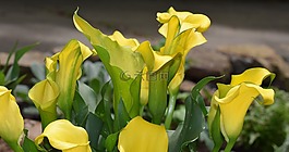 馬蹄蓮,花,開花