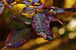 罗森布拉特,滴,雨滴