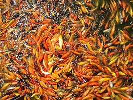 錦鯉魚(yú),池,魚(yú)