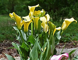 馬蹄蓮,花,開花