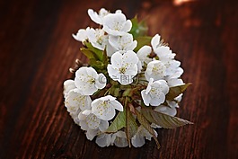 櫻花,鮮花,白